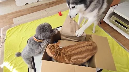 箱に入る茶太郎くん