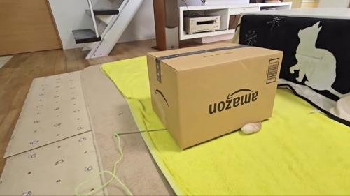 箱から尻尾の先っぽ