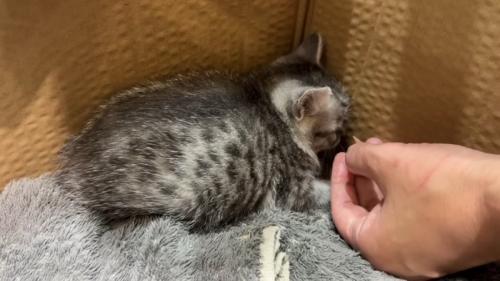 人の手から顔を背ける子猫