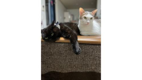 室内にいる猫