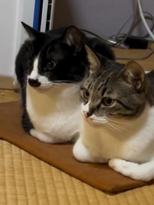 座る2匹の猫