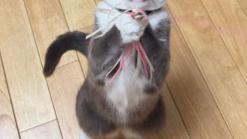 遊んでいる猫
