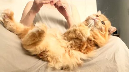 ヘソ天する猫
