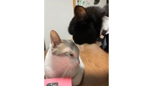 室内にいる猫