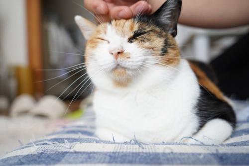 ご満悦な猫