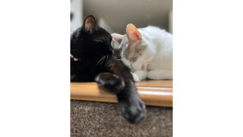 室内にいる猫