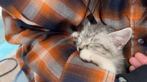 寝ている子猫