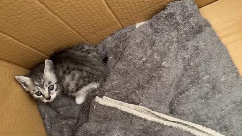 見上げる子猫