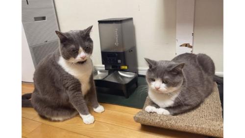 室内にいる猫