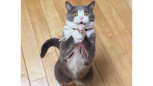 遊んでいる猫