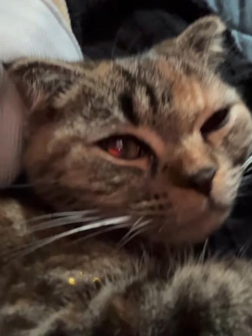 眠そうな猫の顔