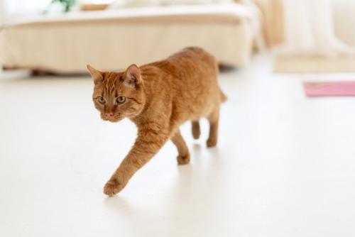 室内を歩き回る猫