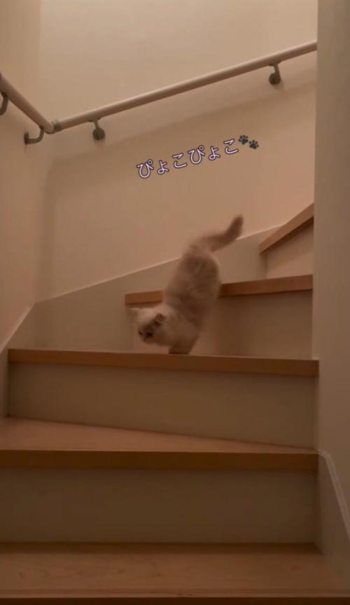 階段をおりるクリーム色の猫