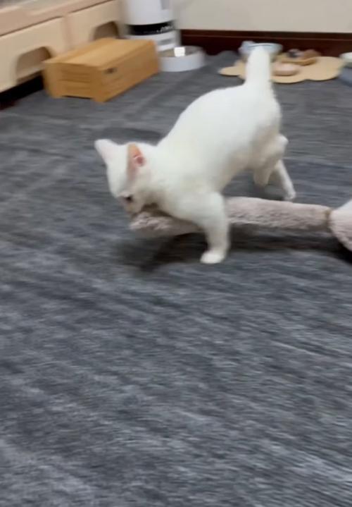 ものを運ぶ子猫