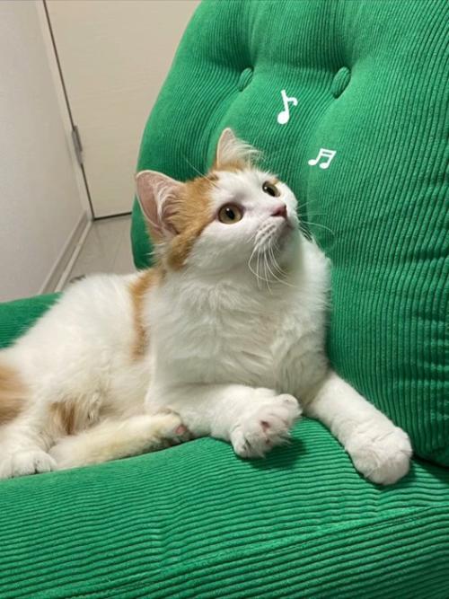 座って見上げる猫