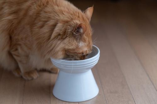 フードを食べる猫