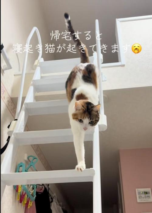 手を伸ばす猫