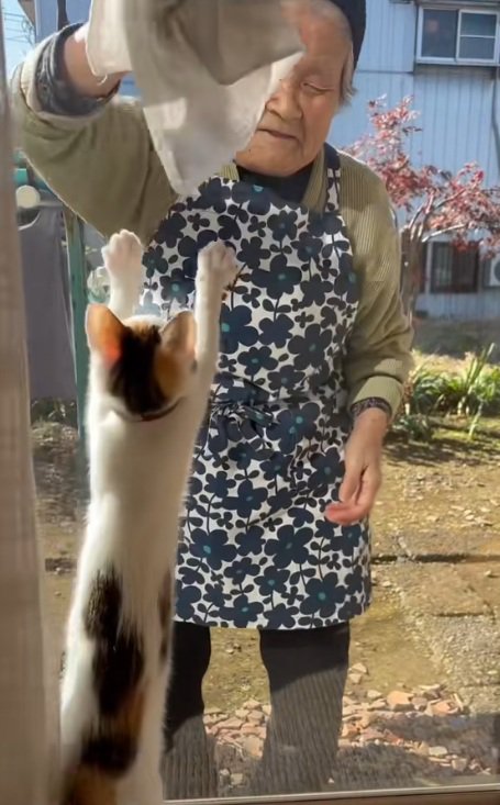 まどふきをするおばあさんとタオルを追いかけるミケ猫