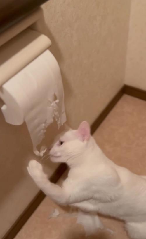 トイレットペーパーをイタズラ