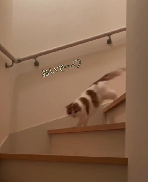 「おいで～」と書かれた写真