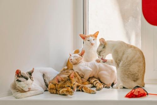 さまざまな猫種の集い