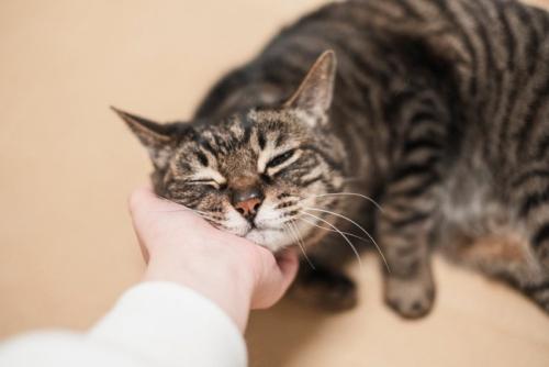 あごの下を撫でられて気持ち良さそうな猫