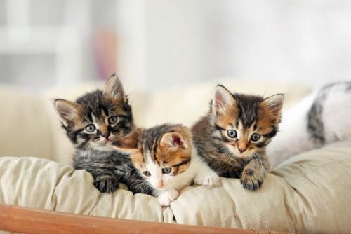 3匹の子猫たち