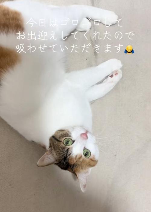 出迎える猫