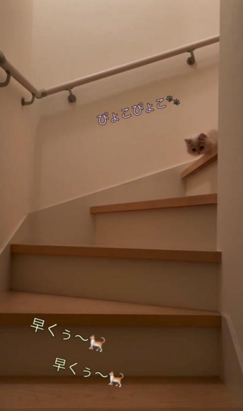 顔を出すクリーム色の猫
