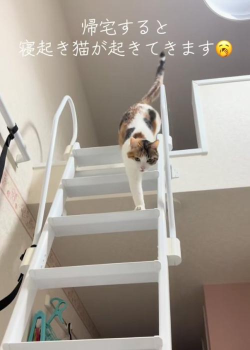 出てくる猫