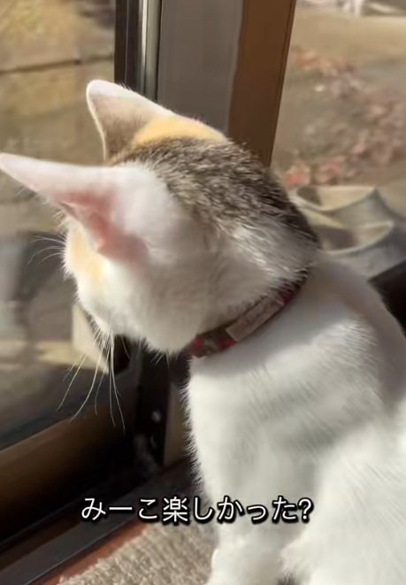 窓の外を見るミケ猫