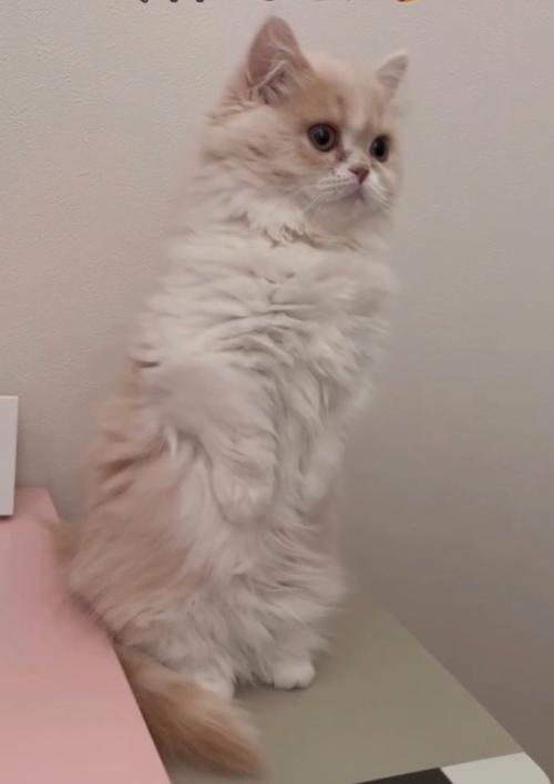 立ち上がるクリーム色の猫