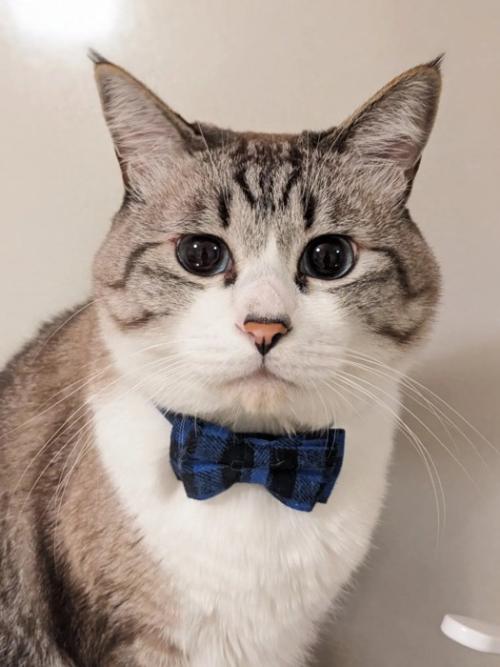 蝶ネクタイをつけた猫