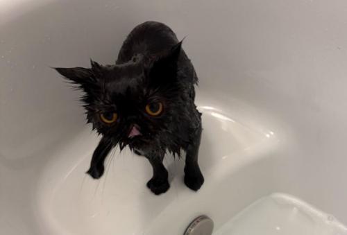 シャワー後の黒猫2