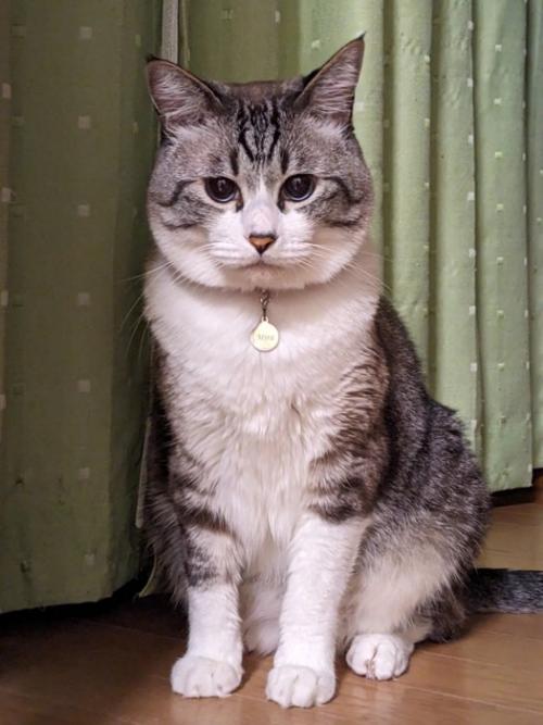 すわる成猫
