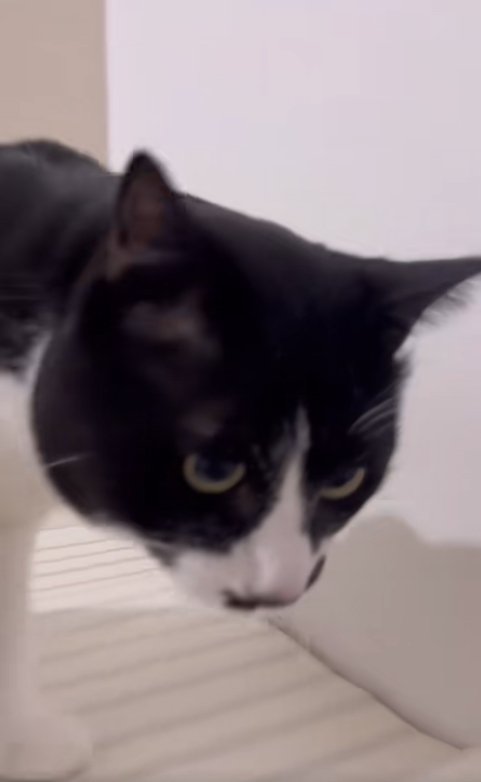 浴槽のふたに乗っている猫