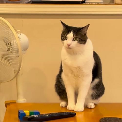 おすわりする猫