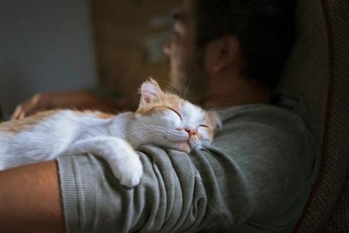 飼い主に抱かれて気持ちよく眠る猫