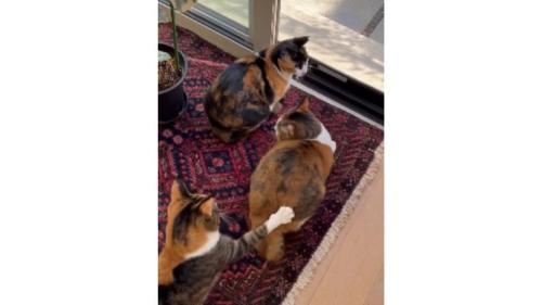 室内にいる猫