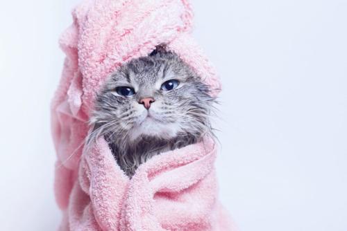 タオルを巻く猫
