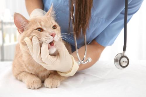 獣医師に口の中を見られる猫