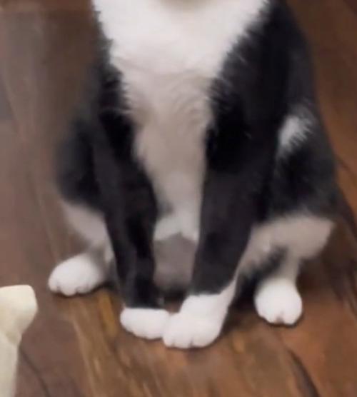 犬みたいなポーズの猫