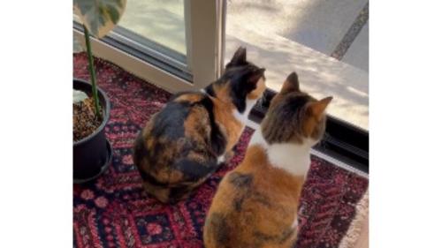 室内にいる猫