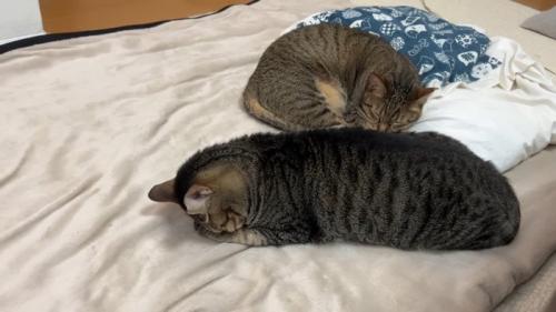 ごめん寝