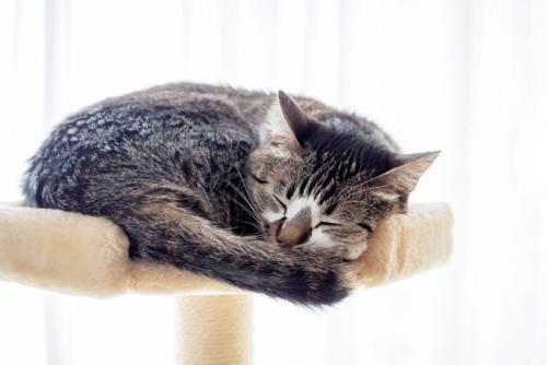 キャットタワーにいる猫