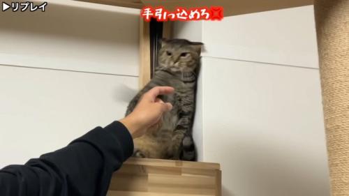 手引っ込めろ