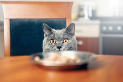 テーブルの食事をみつめる猫