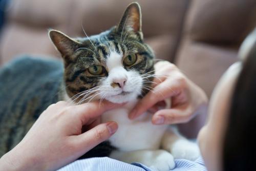 撫でられている猫