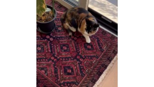 室内にいる猫