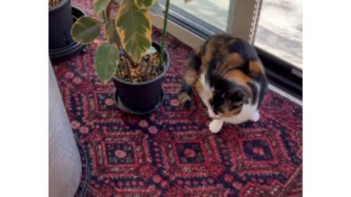 室内にいる猫